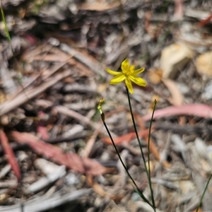 Tricoryne elatior (Yellow Rush Lily) at Oallen, NSW - 28 Feb 2025 by Csteele4