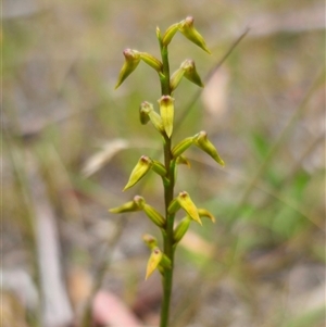 Corunastylis sp. at suppressed - suppressed