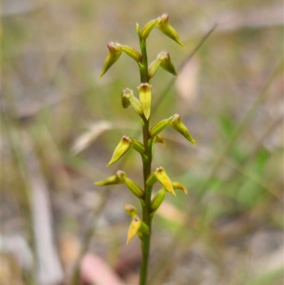 Corunastylis apostasioides (Freak Midge Orchid) at Oallen, NSW - 28 Feb 2025 by Csteele4