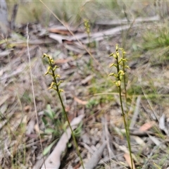 Corunastylis sp. at suppressed - suppressed