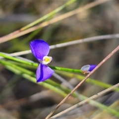 Comesperma defoliatum (Leafless Milkwort) at Oallen, NSW - 28 Feb 2025 by Csteele4