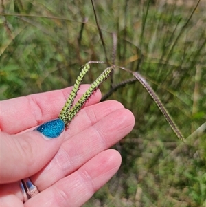 Paspalum dilatatum at Durran Durra, NSW - 28 Feb 2025 12:42 PM