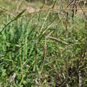 Paspalum dilatatum at Durran Durra, NSW - 28 Feb 2025 12:42 PM