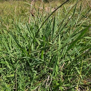 Paspalum dilatatum at Durran Durra, NSW - 28 Feb 2025 12:42 PM