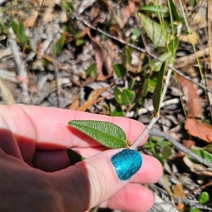 Mirbelia platylobioides at Oallen, NSW - suppressed