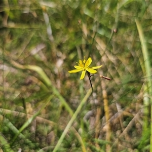 Tricoryne elatior (Yellow Rush Lily) at Durran Durra, NSW - 28 Feb 2025 by Csteele4