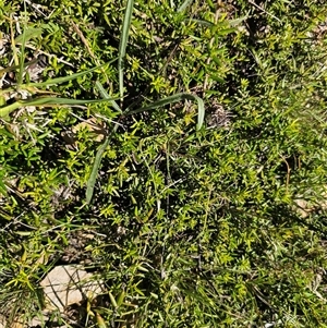 Grevillea juniperina at Durran Durra, NSW - 28 Feb 2025 12:41 PM