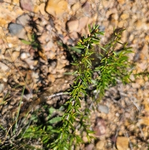 Grevillea juniperina at Durran Durra, NSW - 28 Feb 2025 12:41 PM