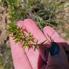 Grevillea juniperina at Durran Durra, NSW - 28 Feb 2025 12:41 PM