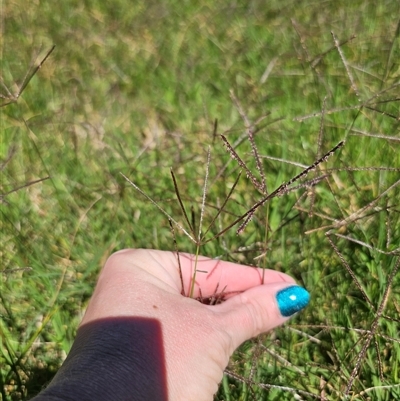 Cynodon dactylon (Couch Grass) at Durran Durra, NSW - 28 Feb 2025 by Csteele4