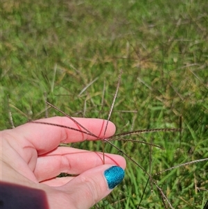 Cynodon dactylon at Durran Durra, NSW - 28 Feb 2025 12:43 PM