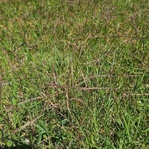 Cynodon dactylon at Durran Durra, NSW - 28 Feb 2025 12:43 PM