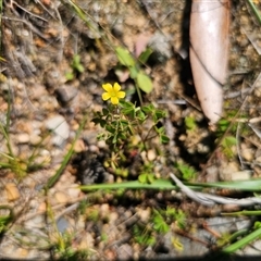 Oxalis sp. (Wood Sorrel) at Durran Durra, NSW - 28 Feb 2025 by Csteele4