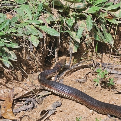 Austrelaps ramsayi (Highlands Copperhead) at Harolds Cross, NSW - 28 Feb 2025 by Csteele4