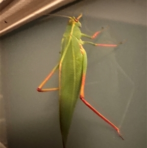 Torbia viridissima at Aranda, ACT - 27 Feb 2025 09:03 PM