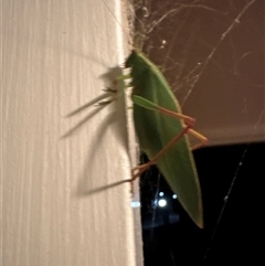 Torbia viridissima at Aranda, ACT - 27 Feb 2025 09:03 PM