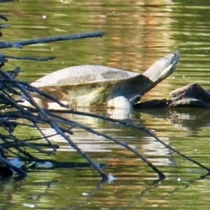 Emydura macquarii (Macquarie Turtle) at South Albury, NSW - 24 Feb 2025 by PaulF