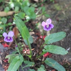 Viola betonicifolia (Mountain Violet) at Currowan, NSW - 27 Dec 2024 by UserCqoIFqhZ