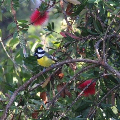 Falcunculus frontatus (Eastern Shrike-tit) at Currowan, NSW - 10 Oct 2024 by UserCqoIFqhZ