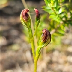 Speculantha furva (Swarthy Tiny Greenhood) at Bulee, NSW - 28 Feb 2025 by Csteele4