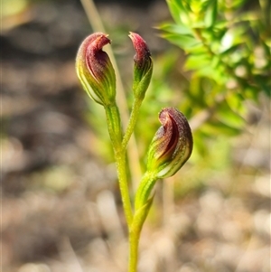 Speculantha furva at Bulee, NSW - suppressed