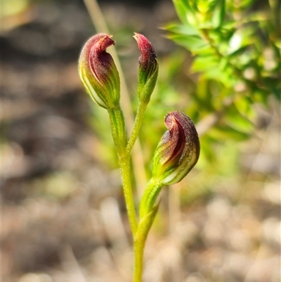 Speculantha furva (Swarthy Tiny Greenhood) at Bulee, NSW - 28 Feb 2025 by Csteele4