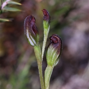 Speculantha furva at Bulee, NSW - suppressed