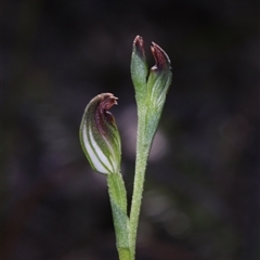 Speculantha furva at Bulee, NSW - suppressed