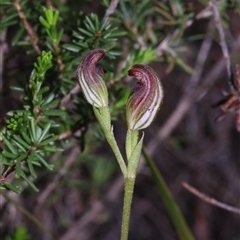 Speculantha furva at Bulee, NSW - suppressed