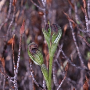 Speculantha furva at Bulee, NSW - suppressed