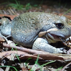 Limnodynastes dumerilii by Aussiegall