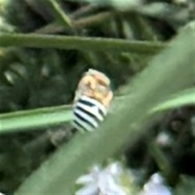 Amegilla sp. (genus) (Blue Banded Bee) at Russell, ACT - 28 Feb 2025 by Hejor1