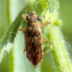 Lygaeoidea sp. (superfamily) at Parkes, ACT - 28 Feb 2025 by Hejor1