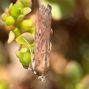 Faveria tritalis at Russell, ACT - 28 Feb 2025 11:37 AM