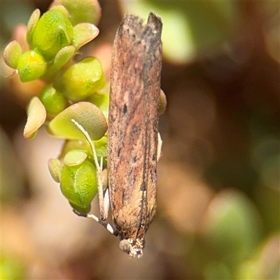 Faveria tritalis (Couchgrass Webworm) at Russell, ACT - 28 Feb 2025 by Hejor1