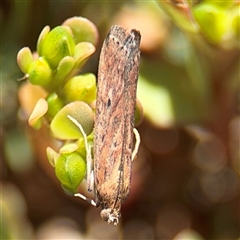 Faveria tritalis at Russell, ACT - 28 Feb 2025 11:37 AM