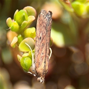 Faveria tritalis at Russell, ACT - 28 Feb 2025 11:37 AM