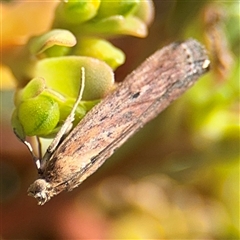 Faveria tritalis at Russell, ACT - 28 Feb 2025 11:37 AM