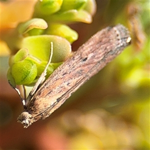 Faveria tritalis at Russell, ACT - 28 Feb 2025 11:37 AM