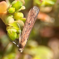 Faveria tritalis at Russell, ACT - 28 Feb 2025 11:37 AM