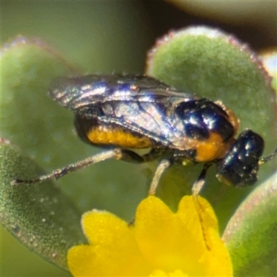 Schizocerella pilicornis (Purslane Sawfly) at Russell, ACT - 28 Feb 2025 by Hejor1