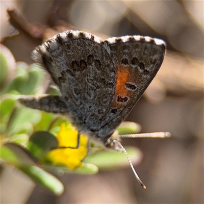 Lucia limbaria (Chequered Copper) at Russell, ACT - 28 Feb 2025 by Hejor1