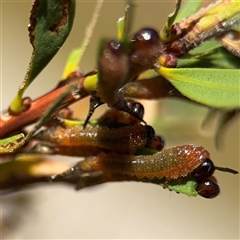 Pterygophorus cinctus (Bottlebrush sawfly) at Russell, ACT - 28 Feb 2025 by Hejor1