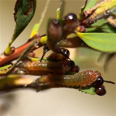 Pterygophorus cinctus (Bottlebrush sawfly) at Russell, ACT - 28 Feb 2025 by Hejor1