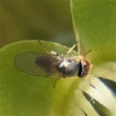 Milichiidae (family) (Freeloader fly) at Russell, ACT - 28 Feb 2025 by Hejor1