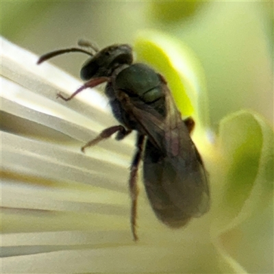 Lasioglossum (Homalictus) urbanum (Furrow Bee) at Russell, ACT - 28 Feb 2025 by Hejor1