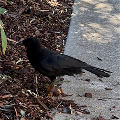 Corcorax melanorhamphos (White-winged Chough) at Russell, ACT - 28 Feb 2025 by Hejor1