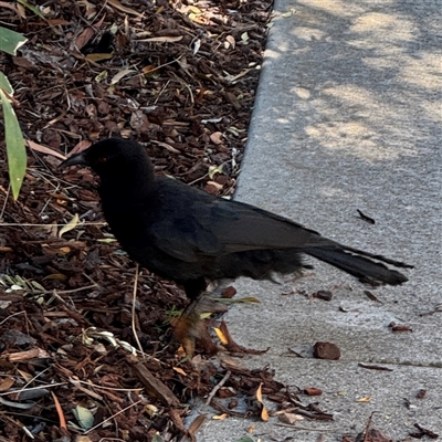 Corcorax melanorhamphos (White-winged Chough) at Russell, ACT - 28 Feb 2025 by Hejor1