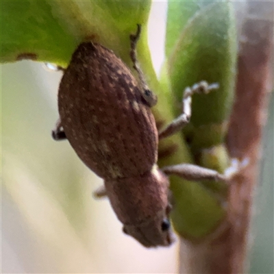 Naupactus cervinus (Fuller's rose weevil) at Canberra, ACT - 27 Feb 2025 by Hejor1