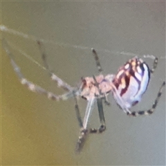 Leucauge dromedaria (Silver dromedary spider) at Canberra, ACT - 27 Feb 2025 by Hejor1